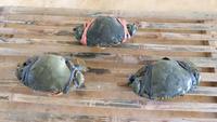 Gambar KEPITING TELUR HIDUP SEGAR JUMBO 1KG isi 3 dari ceceputrisiregar undefined 1 Tokopedia