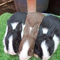 Gambar Anakan Kelinci Hias ducth lucu dari LESTARI_ANIMALS undefined 4 Tokopedia