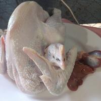 Gambar ayam kampung segar fresh dari berkahjaya jual ayam kampung dan pejantan undefined 1 Tokopedia