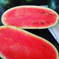 Gambar SEMANGKA INUL harga per buah dari Berkah Buah Segar 01 undefined 2 Tokopedia