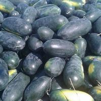 Gambar SEMANGKA INUL harga per buah dari Berkah Buah Segar 01 undefined 3 Tokopedia