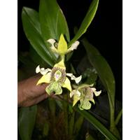 Gambar Bibit Anggrek spesies hutan Dendrobium macrophyllum - anggrek jambrut - btg / non daun dari Kebun Herbal Organik undefined 1 Tokopedia