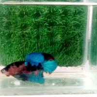 Gambar IKAN CUPANG hias multicollour dari Series Betta fish Purwakarta undefined 3 Tokopedia