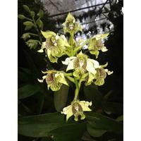 Gambar Bibit Anggrek spesies hutan Dendrobium macrophyllum - anggrek jambrut - btg / non daun dari Kebun Herbal Organik undefined 3 Tokopedia