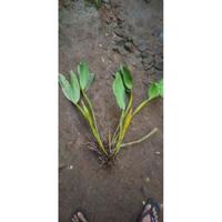 Gambar Bibit Anggrek spesies hutan Dendrobium macrophyllum - anggrek jambrut - btg / non daun dari Kebun Herbal Organik undefined 2 Tokopedia