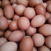 Gambar Telur Ayam Negeri per kg Sayur Online Palembang dari gallerymangagus undefined 1 Tokopedia