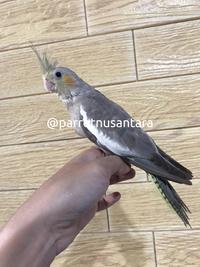 Gambar burung falk parkit Australia dari Parrot Nusantara undefined 4 Tokopedia