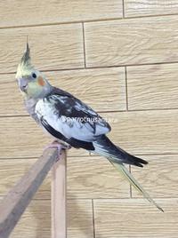 Gambar burung falk parkit Australia dari Parrot Nusantara undefined 3 Tokopedia