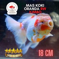 Gambar IKAN MAS KOKI ORANDA RW JUMBO SIZE 18 CM GOOD QUALITY BERGARANSI dari DELIMAMERAHFARM STORE undefined 1 Tokopedia
