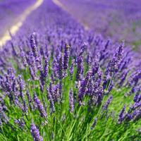 Gambar Bibit Benih Bunga Lavender English Bibit Benih Tanaman - PetuniaDawrfMix dari Bibit Harapan undefined 5 Tokopedia