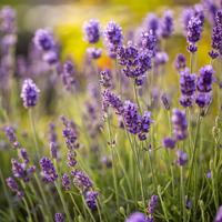 Gambar Bibit Benih Bunga Lavender English Bibit Benih Tanaman - PetuniaDawrfMix dari Bibit Harapan undefined 4 Tokopedia