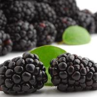 Gambar Benih Bibit Biji Buah Black Raspberry Import Benih Unggul isi 10 pcs - Zucchini Kuning dari Bibit Harapan undefined 4 Tokopedia