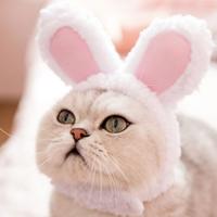 Gambar Topi Kucing Model Telinga Kelinci Kostum Cosplay dari IDT4 undefined 4 Tokopedia