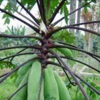 Gambar Daun pepaya Wulung/daun pepaya ungu segar herbal per 500g obat herbal dari KEBUN ORGANIK SINTA undefined 2 Tokopedia