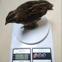 Gambar Burung Puyuh Dewasa - Betina dari Mr.Rept undefined 4 Tokopedia