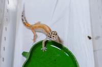 Gambar Gecko (small) dari Relaxotic Pet undefined 1 Tokopedia