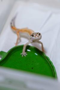 Gambar Gecko (small) dari Relaxotic Pet undefined 2 Tokopedia