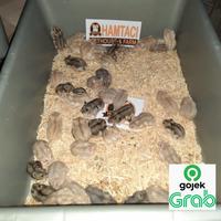 Gambar HAMSTER WINTER WHITE BY HAMTACI HAMSTER FARM - ARGENTE-COKLAT dari Hamtaci Pethouse undefined 1 Tokopedia