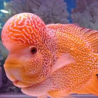 Gambar Ikan Louhan / Lohan Burayak Golden Base dari Gemma Online Shop undefined 5 Tokopedia