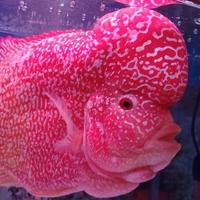 Gambar Ikan Louhan / Lohan Burayak Golden Base dari Gemma Online Shop undefined 4 Tokopedia