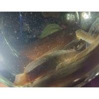 Gambar TERLARIS CHANA LIMBATA - Chana Limbata, 11-13cm dari Fitri_safitri undefined 2 Tokopedia
