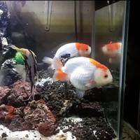 Gambar ikan mas koki lionchu ranchu jumbo dari sham36shop undefined 2 Tokopedia