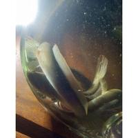 Gambar TERLARIS CHANA LIMBATA - Chana Limbata, 11-13cm dari Fitri_safitri undefined 4 Tokopedia