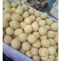 Gambar Buah Dukuh Palembang - Duku Manis - 500 gram dari Aneka Sayuran Segar undefined 3 Tokopedia