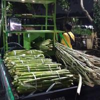 Gambar tebu batang panjang 60cm harga per batang dari AGEN TEBU WIJAYA_NEW undefined 3 Tokopedia