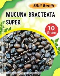 Gambar 10 gram Bibit benih mucuna bracteata super / bibit benih tanaman dari Benih karya banyumas undefined 3 Tokopedia