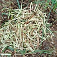 Gambar 1 kg batang Benih Odot Bibit Rumput Odot Pakan Ternak Sapi Kambing dari Y&Y OLSHOP 88 undefined 2 Tokopedia