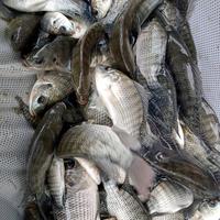 Gambar bibit ikan nila hitam 2 jari dari cibening setu fish undefined 2 Tokopedia