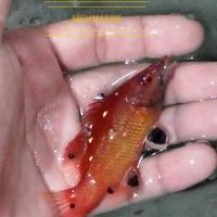 Gambar ikan hog fish merah dari Mich Marine undefined 1 Tokopedia