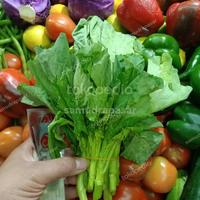 Gambar sayur baby kailan 250 gram dari Samudrapasar undefined 1 Tokopedia