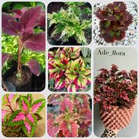 Gambar TANAMAN HIAS JENIS MIANA - ekornaga kuning dari Adeflora_NEW undefined 1 Tokopedia