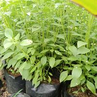 Gambar pohon kemangi tanaman dari Mala Taman. undefined 2 Tokopedia