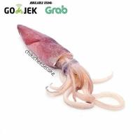 Gambar CUMI SEGAR 500 GRAM / FRESH SEAFOOD SQUID 500GR HASIL LAUT dari chikicheesecake2 undefined 1 Tokopedia