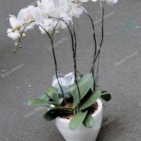 Gambar anggrek bulan asli dan segar - Putih, 5 anggrek dari Baim flower undefined 3 Tokopedia