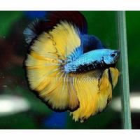 Gambar ikan cupang halfmoon / Cupang Halfmon Palong Keren warna Random dari Arrahman Shop2 undefined 5 Tokopedia