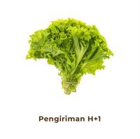 Gambar Selada Hijau Segar - 500gr dari Heimon Food Solo undefined 1 Tokopedia