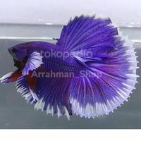 Gambar ikan cupang halfmoon / Cupang Halfmon Palong Keren warna Random dari Arrahman Shop2 undefined 3 Tokopedia