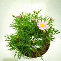 Gambar Tanaman Hias Bunga Daisy / warna ungu - Putih dari kebon kembang undefined 4 Tokopedia