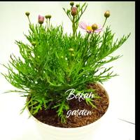 Gambar Tanaman Hias Bunga Daisy / warna ungu - Putih dari kebon kembang undefined 3 Tokopedia