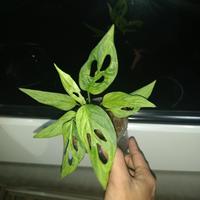 Gambar tanaman hias monstera janda bolong varigata lokal dari Muhammad Denis undefined 1 Tokopedia