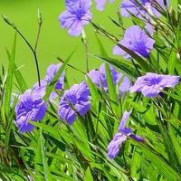 Gambar Tanaman Hias Ruellia Ungu - Kencana Ungu - Ruelia Ungu dari Girinery undefined 3 Tokopedia