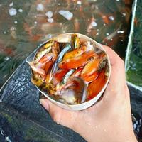 Gambar Ikan Mas 1 Liter, Pakan Ikan Predator Dll - ½ Liter dari Animalsfood undefined 1 Tokopedia