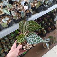 Gambar tanaman sirih merah daun sirih merah herbal dari beautifull plant undefined 1 Tokopedia