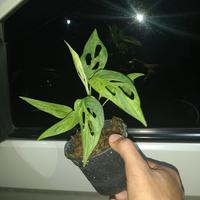 Gambar tanaman hias monstera janda bolong varigata lokal dari Muhammad Denis undefined 3 Tokopedia