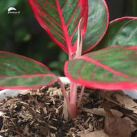 Gambar Media Tanam Aglonema Premium dari Planteria Affiliate undefined 1 Tokopedia