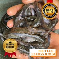 Gambar Bibit Benih Lele Murah Ukuran 8-9. GRATIS !! Panduan Budidaya Lele dari sangkuti farm undefined 1 Tokopedia